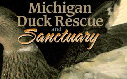 Michigan Duck Rescue and Sanctuary