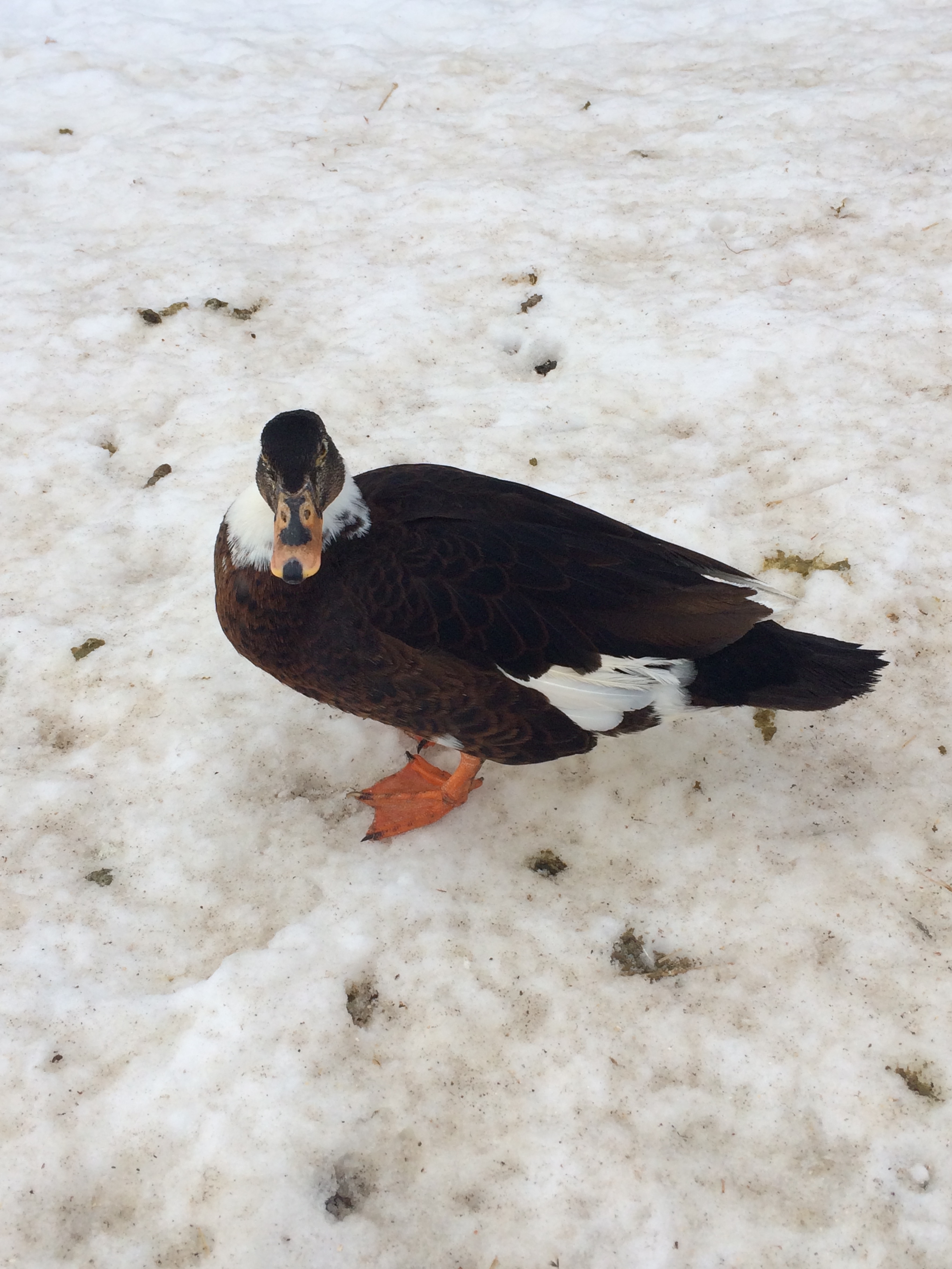 Unbelievable Michigan Duck Hunting Forecast 2024 25! - 12mtyn9