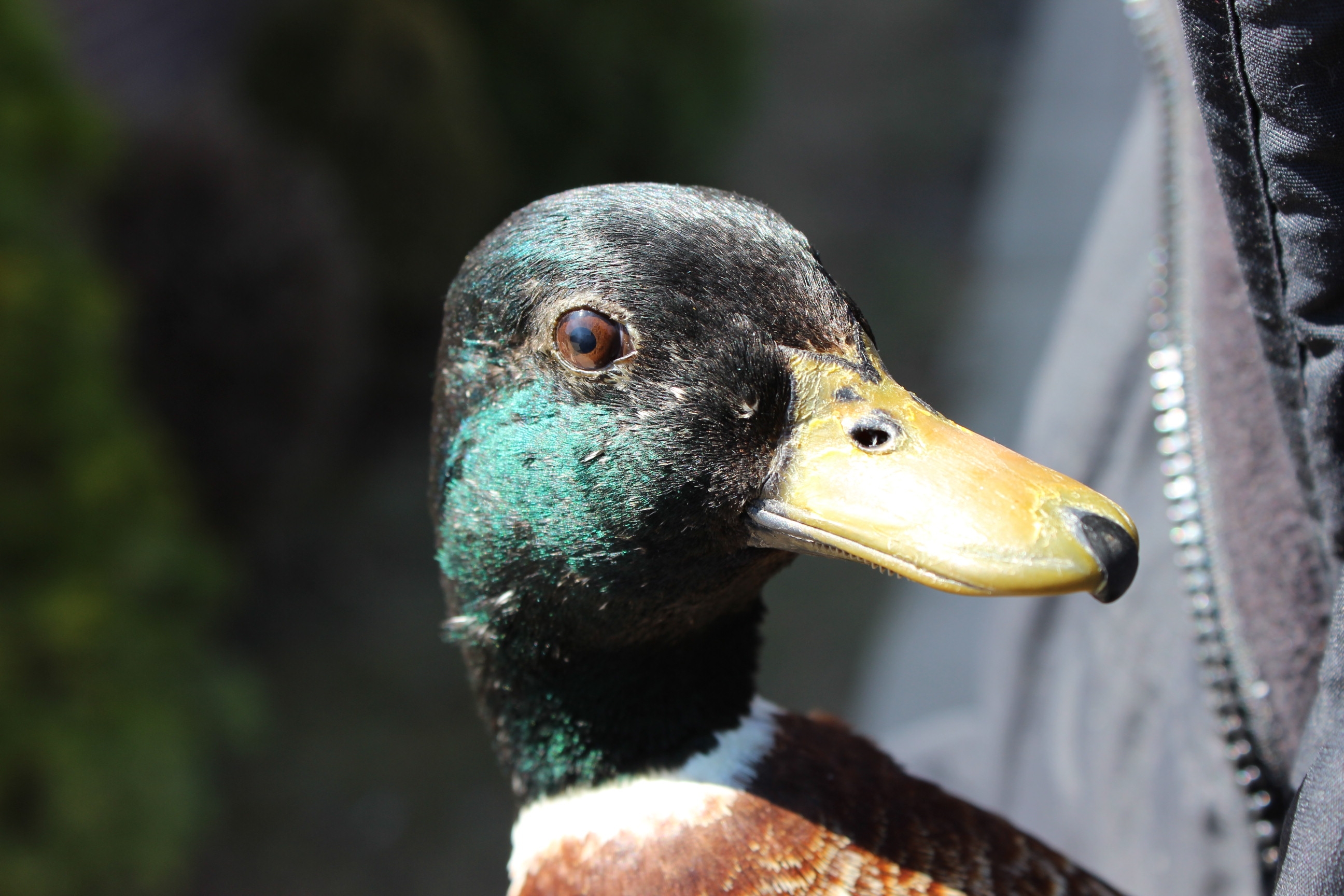 Michigan Duck Season 2024 25: The Big Surprise! - wmemo3s